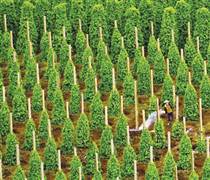 Thuế Mỹ siết chặt, 'vàng đen' của Việt Nam vẫn lập kỷ lục hơn 2 tỷ USD, các doanh nghiệp xuất khẩu tăng trưởng hàng nghìn %