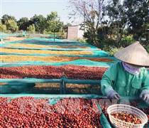 Giá cà phê tuột mốc 100.000 đồng/kg