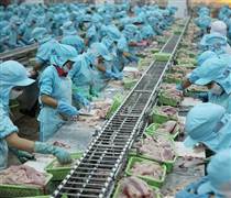 TS4: Công ty Cổ phần thủy sản số 4 thông báo hủy công ty đại chúng