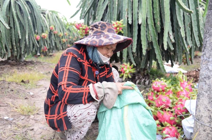 Thanh long nghịch vụ ở Đồng Tháp rớt giá cận Tết, nhà vườn buồn hiu