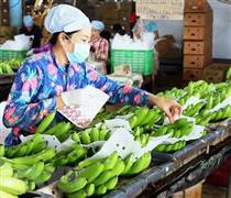 Trung Quốc siết chuẩn nhập khẩu nông sản: Xuất khẩu rau quả Việt đối mặt áp lực mới