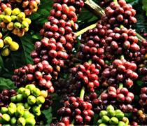 Xuất khẩu Đắk Lắk tăng 25,69%, xuất siêu 145 triệu USD tháng 01/2026