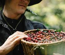 Giá cà phê quay đầu giảm, mất mốc 96.000 đồng/kg