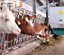 Trung Quốc sắp áp thuế chống trợ cấp đối với một số sản phẩm bơ sữa của EU