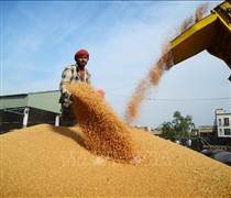 Ấn Độ phê duyệt kế hoạch xuất khẩu 2,5 triệu tấn lúa mì