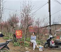 Thị trường đào Tết trầm lắng: Phác họa xu hướng tiêu dùng cuối năm 