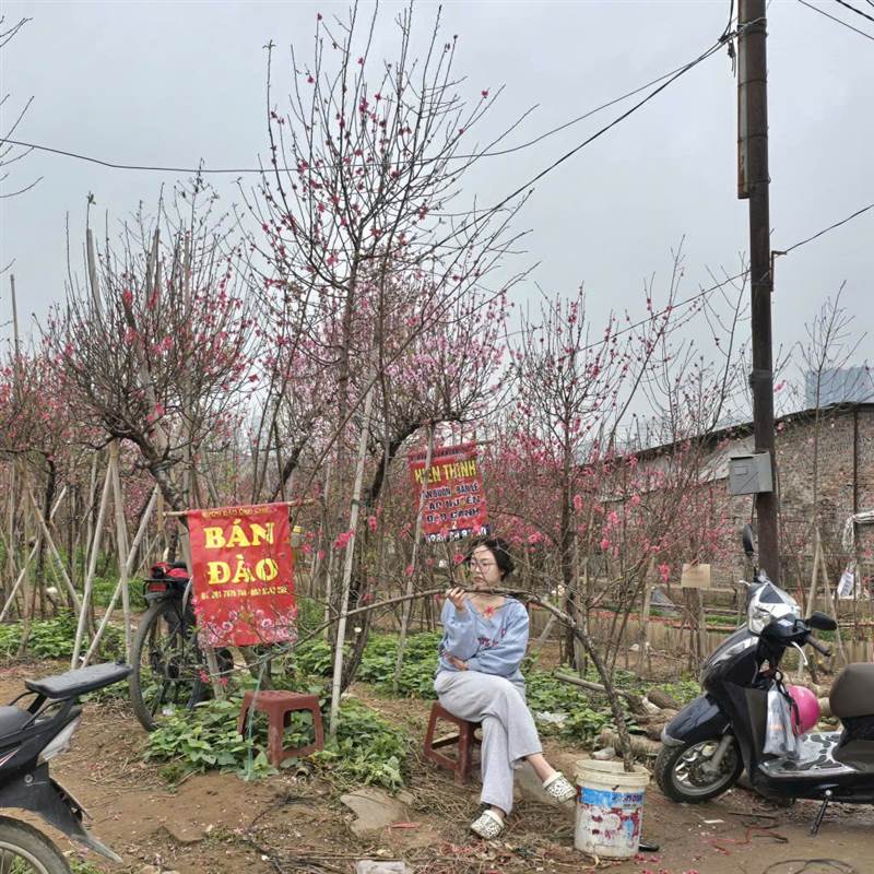 Thị trường đào Tết trầm lắng: Phác họa xu hướng tiêu dùng cuối năm 