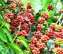 Bản tin nông sản: Giá cà phê và hồ tiêu duy trì ở mức cao