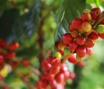 Bản tin nông sản hôm nay (17-2): Giá hồ tiêu ở mức cao