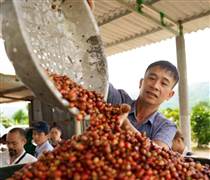 Cà phê Việt 2025- Vì sao thắng lớn?