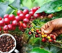Bản tin nông sản hôm nay (19-2): Giá cà phê và hồ tiêu duy trì ở mức cao