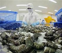 Mỹ giảm mạnh thuế chống bán phá giá với tôm Việt