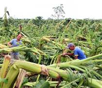 Đề xuất mới về bảo hiểm nông nghiệp