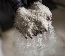 Giá gạo, nông sản và cà phê biến động trái chiều