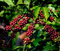 Giá cà phê hôm nay 23/2: Trong nước ổn định, Đắk Nông cao nhất 97.900 đồng/kg