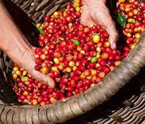Giá cà phê hôm nay 25/2: Giá cà phê trong nước cao nhất 93.500 đồng/kg