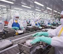 FMC: Sao Ta có tổng giám đốc mới, cổ phiếu tăng trần 2 phiên