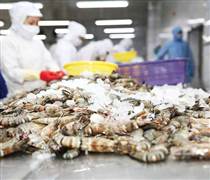 Mỹ giảm mạnh thuế chống bán phá giá, tôm Việt Nam vẫn gặp áp lực từ 1 đối thủ lớn