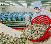 Xuất khẩu tôm 2026: Từ cú hích thuế Mỹ đến cuộc đua giữ thị phần Trung Quốc