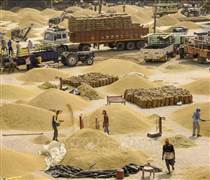 Pakistan: Xuất khẩu gạo giảm mạnh trước áp lực cạnh tranh từ Ấn Độ