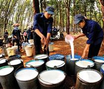 Triển vọng doanh nghiệp cao su: Giá đã khởi sắc nhưng rủi ro chu kỳ còn đó
