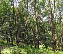 Nhiều sai phạm tại Tập đoàn Công nghiệp Cao su Việt Nam