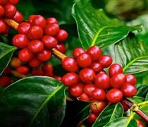 Bản tin nông sản hôm nay (1-3): Giá cà phê tại Tây Nguyên đồng loạt giảm ​