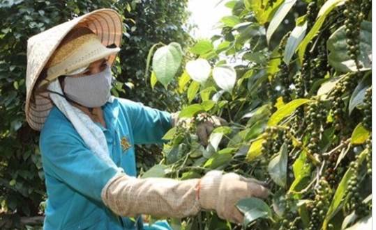 Giá tiêu hôm nay 1.3: Tuần biến động mạnh