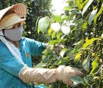 Giá tiêu hôm nay 1.3: Tuần biến động mạnh