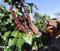 Thị trường nông sản tuần qua: Giá càphê trong nước bật tăng trở lại