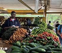 FAO cảnh báo tác động của khủng hoảng nhiên liệu đối với nông nghiệp Cuba