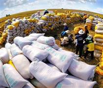 Gạo Việt xanh - “tấm hộ chiếu” cho doanh nghiệp xuất khẩu bền vững