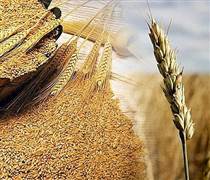 Giá lúa mì đảo chiều, giá đường lao dốc dưới áp lực dư cung