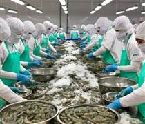 Xuất khẩu tôm khởi sắc đầu năm