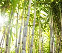 QNS: Giá đường giảm sâu, lợi nhuận QNS chịu áp lực