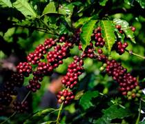 Giá cà phê hôm nay 8/3: Giá cà phê thế giới tăng nhẹ