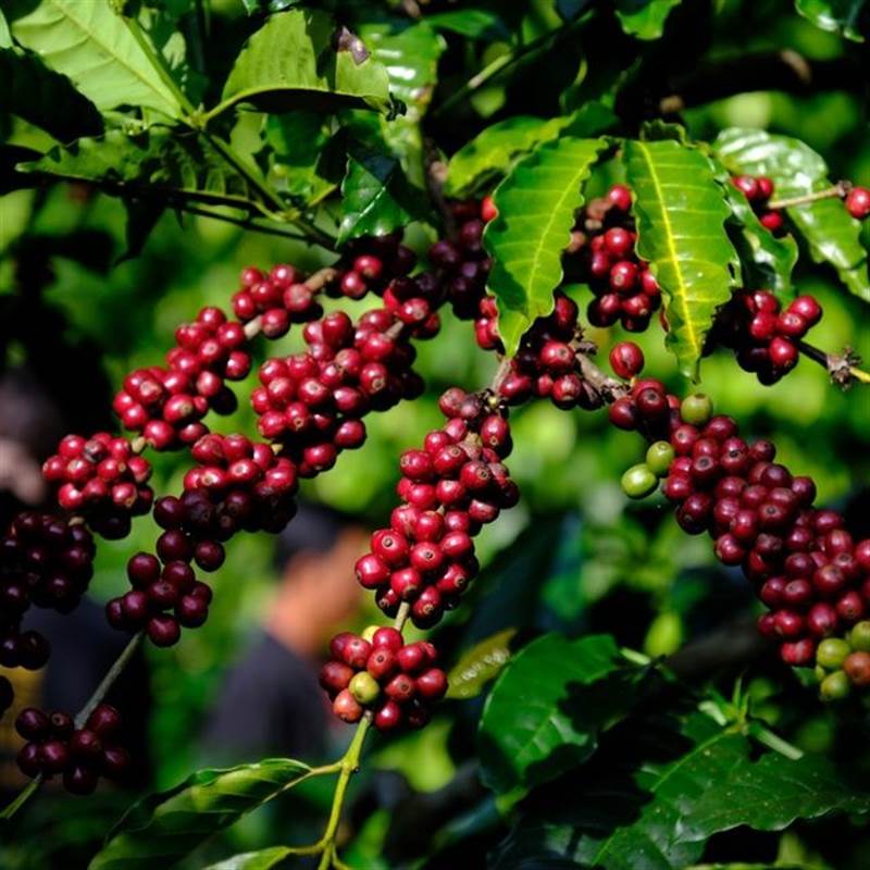 Giá cà phê hôm nay 8/3: Giá cà phê thế giới tăng nhẹ