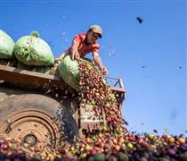 Doanh nghiệp hồ tiêu, cà phê thận trọng với vòng xoáy xung đột Trung Đông