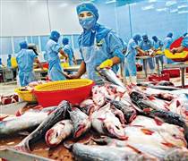 Doanh nghiệp thủy sản kinh doanh ra sao trong đầu năm 2026