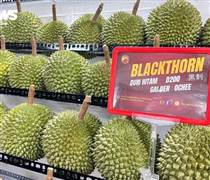 Sầu riêng gai đen tiền triệu mỗi trái vẫn ‘cháy hàng’