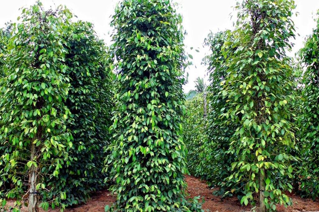 Giá tiêu hôm nay 10.3: Diễn biến bất ngờ trước biến động địa chính trị