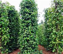 Giá tiêu hôm nay 10.3: Diễn biến bất ngờ trước biến động địa chính trị