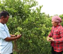 Nhu cầu cao, giá chanh tại Vĩnh Long tăng mạnh