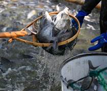 Loài cá rẻ tiền bán đầy chợ Việt bất ngờ được một quốc gia BRICS chi hàng triệu USD mua về, Mỹ cũng liên tục săn đón