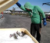 Biến đổi khí hậu có nguy cơ làm cạn kiệt sản lượng đánh bắt cá toàn cầu