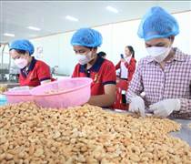 Ngành điều Việt Nam hướng tới giữ vững đà tăng trưởng sau năm kỷ lục