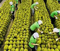 Nhiều tín hiệu tích cực với xuất khẩu Việt Nam giữa biến động Trung Đông