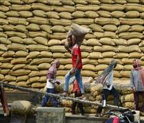 Thị trường nông sản: Giá gạo châu Á giảm do nhu cầu suy yếu