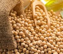 Trung Quốc nhập khẩu 12,55 triệu tấn đậu tương trong 2 tháng đầu năm 2026