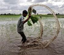 Buồn của quốc gia nhập khẩu 2 triệu tấn gạo: Gần 90 nhà máy xay xát phải đóng cửa, chuyện gì đang xảy ra?